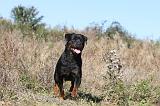 ROTTWEILER 168